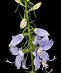 American bellflower